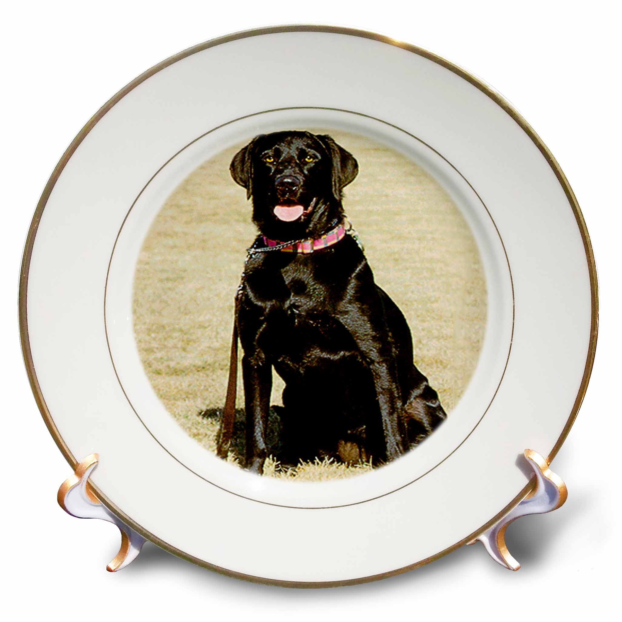 Amazon.co.jp: Dogs Labrador Retriever – ラブラドールレトリバー